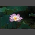 Lotus-03.jpg