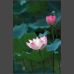 Lotus-06.jpg
