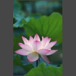 Lotus-10.jpg