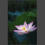 Lotus-11.jpg