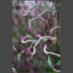 IMG_1255.JPG